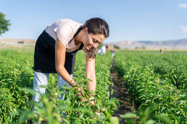 istock Woman Picking Vegetables İnto The Crate 1425097359