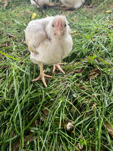istock Close up of Cornish cross chicken chick 1425098103
