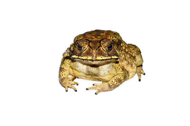 istock South Asian  garden toad (Bufo melanostictus ) from India, Isolated on white background 1425098195