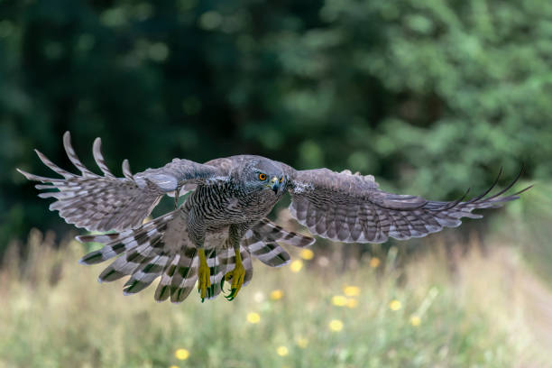 istock Beautiful Northern Goshawk (Accipiter gentilis) in flight 1425100075