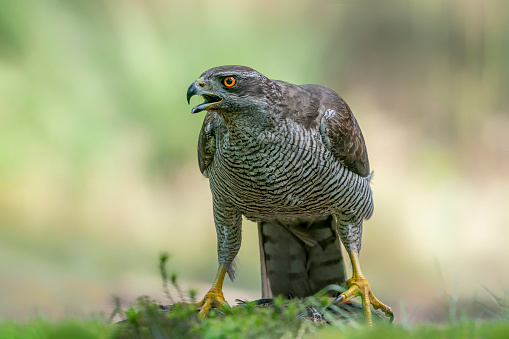 Beautiful Northern Goshawk (Accipiter gentilis) on a branch in the forest of Noord Brabant in the Netherlands.