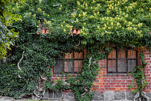 Picturesque old building in England. Traditional brick house overgrown with green ivy
