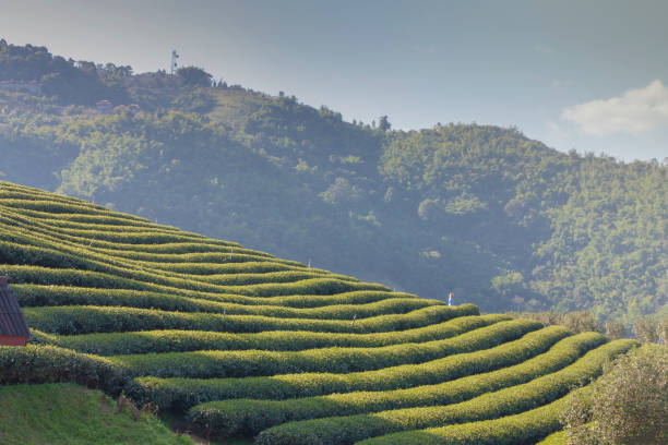 Tea plantations in natural areas in northern Thailand stock photo