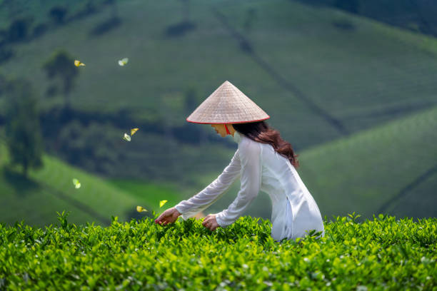Asian woman wearing Vietnam culture traditional in green tea field, Vietnam. stock photo