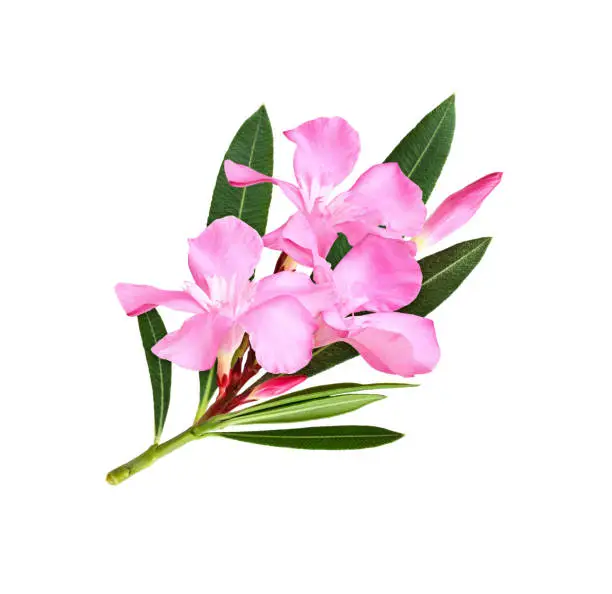 Photo of Pink oleander flowers and leaves in a floral arrangement isolated