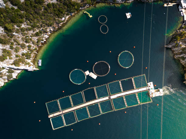 istock Top view of a fish farm with floating cages 1425103573