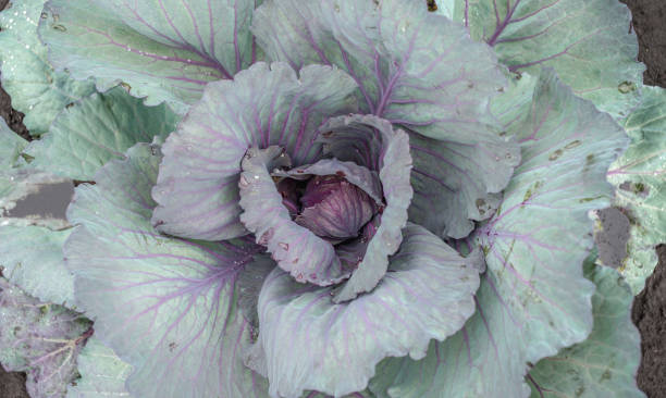istock Fresh cabbage in the garden close up 1425104570