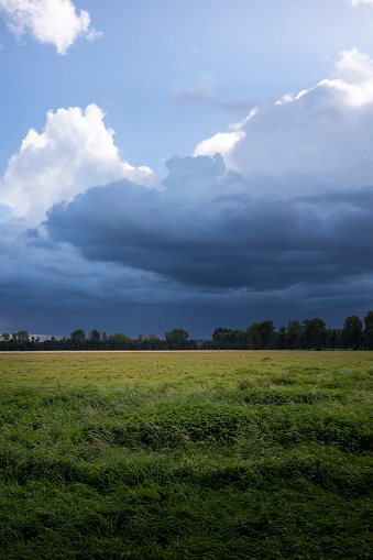 Green grassland on blue sky background in springtime