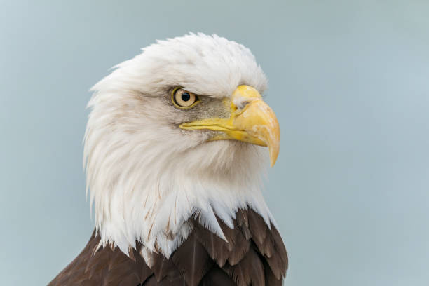 istock Portrait of a majestic bald eagle 1425106509