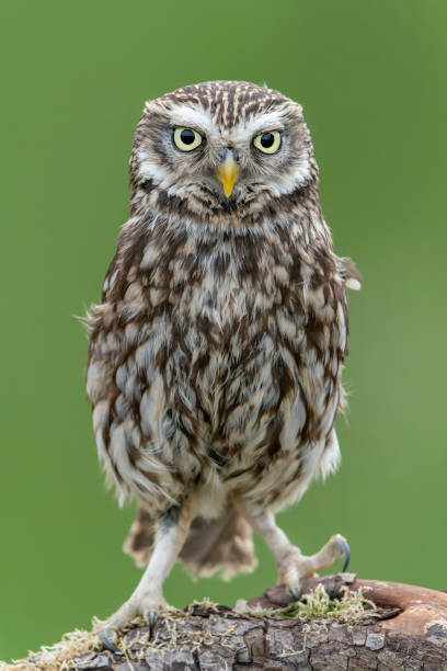 istock Beautiful Little owl (Athene noctua) on a branch 1425106528