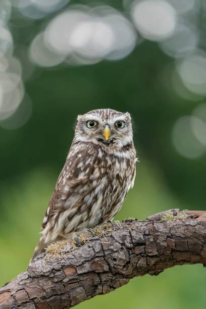 istock Beautiful Little owl (Athene noctua) on a branch 1425106530