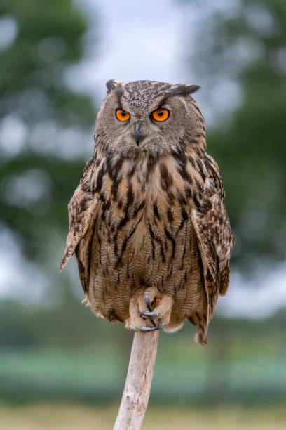 istock Eurasian Eagle owl (Bubo bubo) on a branch. 1425106534