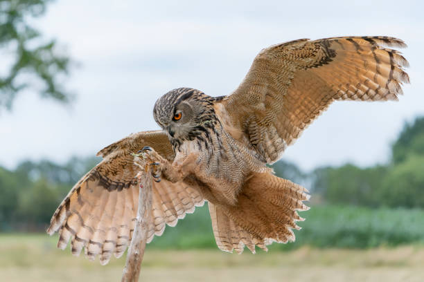 istock Landing of a Eurasian Eagle-Owl (Bubo bubo) on branch. 1425106542