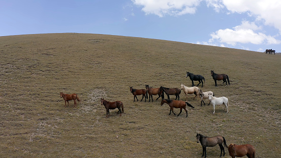 A small herd of horses on a green field. The amazing nature of Kyrgyzstan. Beautiful summer mountain landscape.