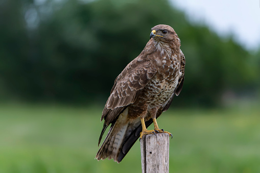 Red tailed hawk taking flight on ranch land prairie of central Montana in northwestern United States of America (USA).