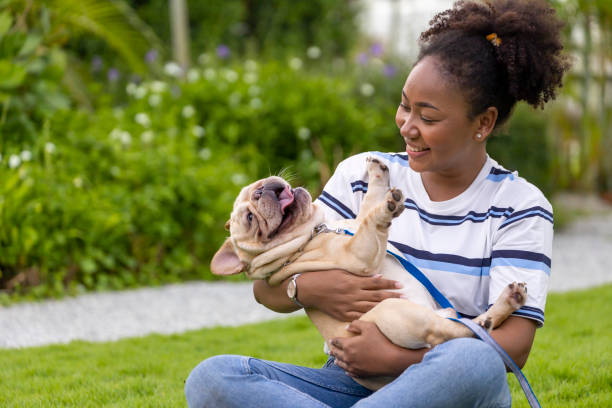 African American woman is playing with her french bulldog puppy while walking in the dog park at grass lawn after having morning exercise during the summer African American woman is playing with her french bulldog puppy while walking in the dog park at grass lawn after having morning exercise during summer french bulldog puppies stock pictures, royalty-free photos & images