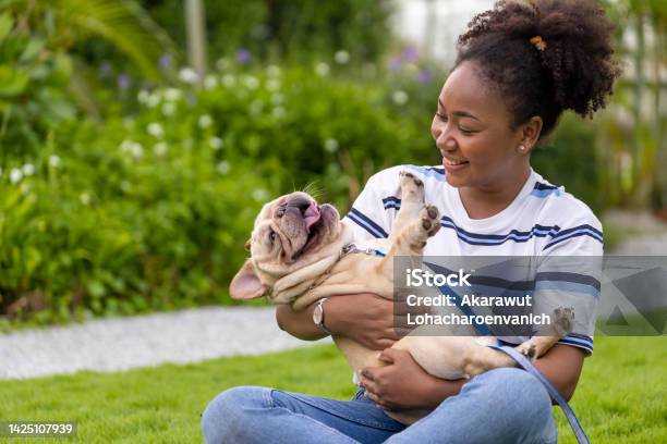 African American Woman Is Playing With Her French Bulldog Puppy While Walking In The Dog Park At Grass Lawn After Having Morning Exercise During The Summer Stock Photo - Download Image Now