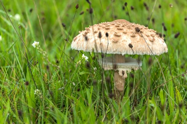 pilz auf der wiese im regen. macrolepiota procera, ein pilz, der auf einer wiese wächst. - mykologie stock-fotos und bilder