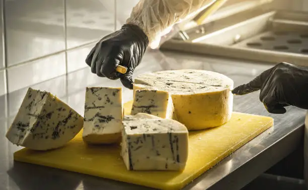 A farmer in black gloves cuts a head of spicy gorgonzola cheese with blue mold with a slicer into pieces.