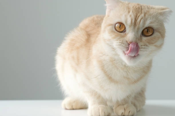 istock Cute red Scottish fold cat licking lips on gray background. Copy space 1425110405