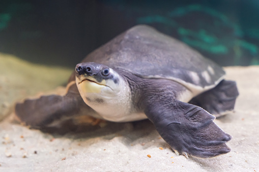 Two-clawed or pig-nosed turtle Carettochelys insculpta swims underwater.