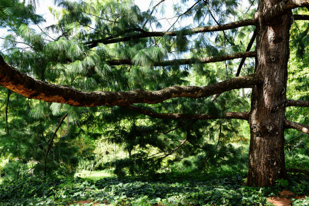 Himalayan pine tree closeup with large diameter trunk and spreading branches lush green Himalaya pine tree closeup with large diameter trunk and spreading branches. long pine needles. scientific name Pinus Wallichiana. coniferous or evergreen tree. also known as Bhutan pine. pinus wallichiana stock pictures, royalty-free photos & images