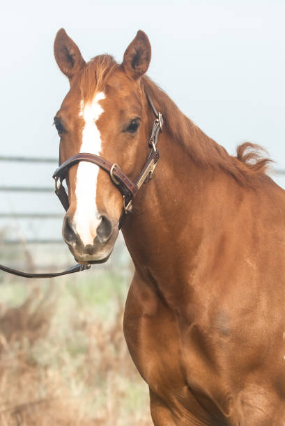 istock Portrait of a chestnut gelding 1425112186