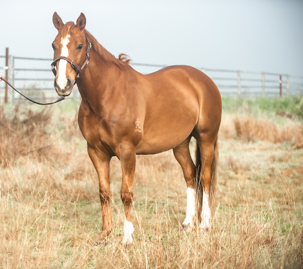 portrait of a chestnut quarter horse