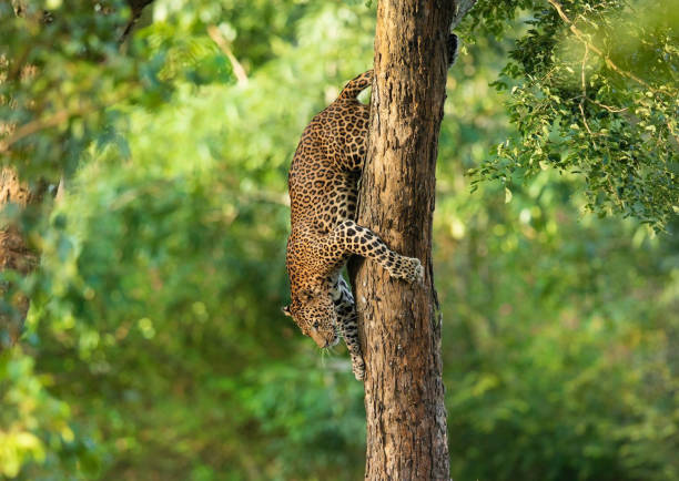 Indian leopard (Panthera pardus fusca) on a tree Indian leopard (Panthera pardus fusca) on a tree indochina stock pictures, royalty-free photos & images