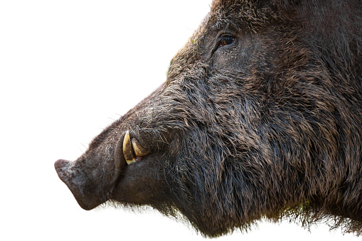 Dangerous wild boar, sus scrofa, white white tusks looking aside isolated on white background. Close up view of a threatening animal with white teeth sticking out of mouth cut out on blank.