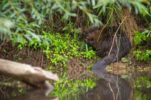 Eurasian beaver sitting on riverbank in summer forest stock photo