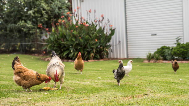 istock Chickens in the garden 1425119903