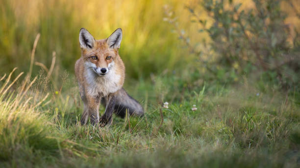 istock Red fox coming closer on grassland in summer with copy space 1425119929
