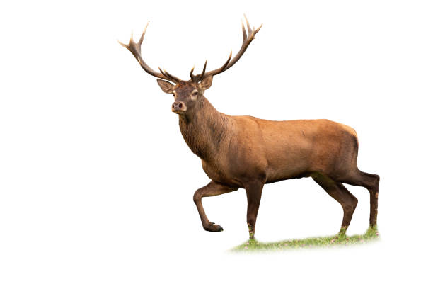 istock Red deer stag walking on a meadow isolated on white background 1425119933