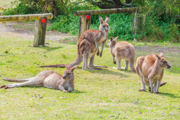 kangaoos grises orientales - parque nacional murramarang fotografías e imágenes de stock