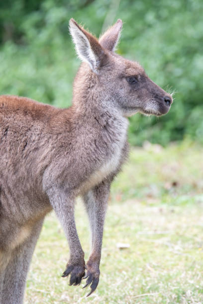 kangaoo gris oriental - parque nacional murramarang fotografías e imágenes de stock