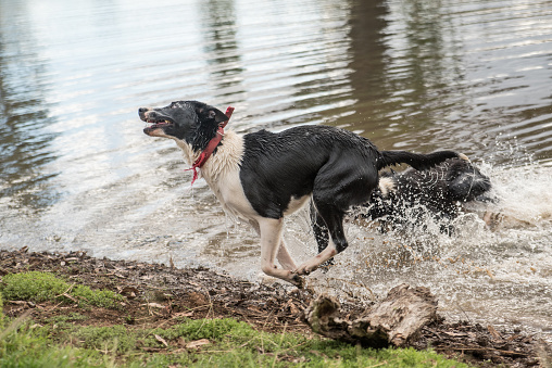 a pack of border collie dogs playing by a alke