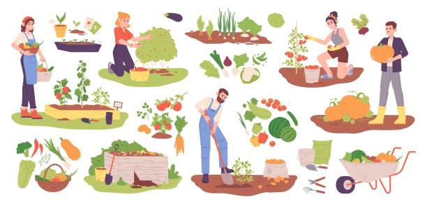 심은 야채를 따기. 여자와 남자 정원에서 야채 또는 과일 식물을 농업, 감자 작물 따기 토마토 베리 호박 가을 수확, 화려한 벡터 일러스트 레이 션 파기 - farm pumpkin autumn farmer stock illustrations
