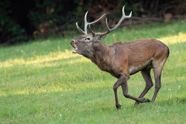 istock Red deer galloping fast and roaring in rutting season 1425120218