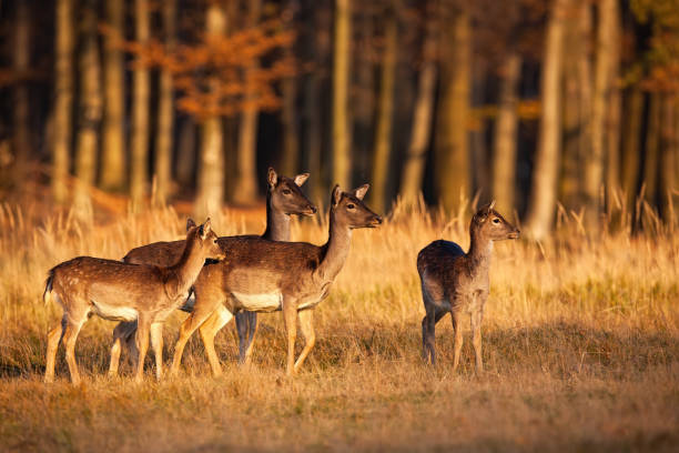 istock Fallow deer herd looking around on a meadow with yellow dry grass in autumn 1425120248