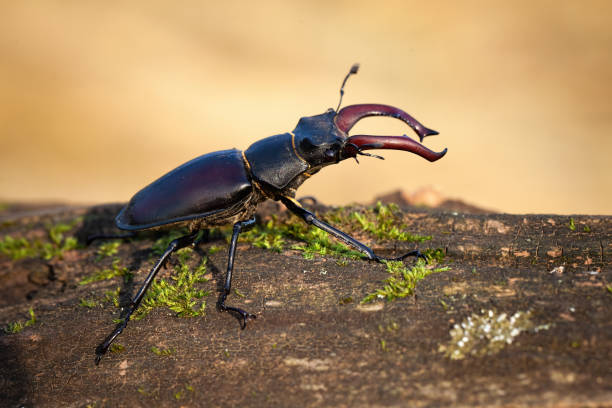 istock Male stag beetle crawling on branch in autumn forest. 1425120405