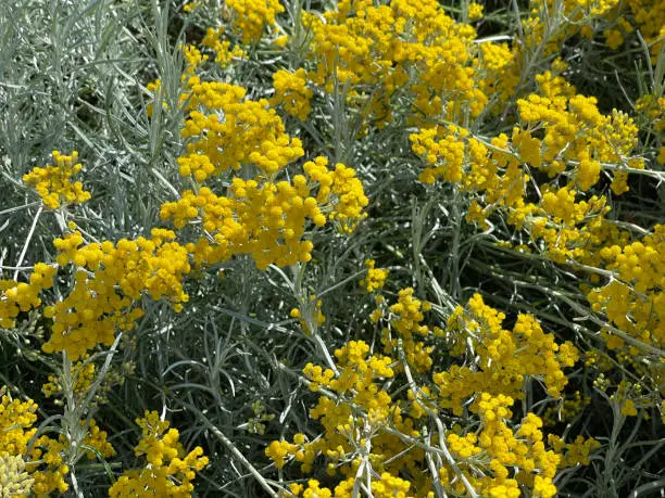 Curry herb, Helichrysum italicum, is an important medicinal plant and a fragrant plant with yellow flowers and is also used as a spice in the kitchen.