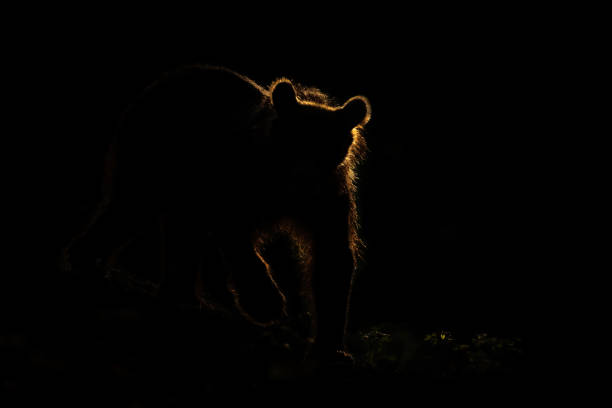 istock Silhouette of brown bear standing in darkness with backlit 1425120476