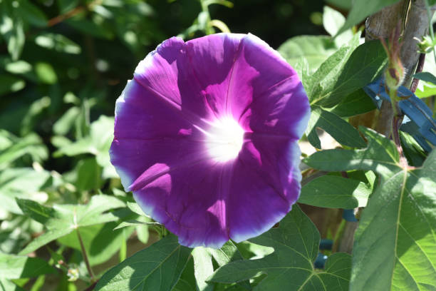 Dreifarbige Prunkwinde, Ipomoea purpurea, tricolor Tricolor morning glory, Ipomoea purpurea, tricolor, is a lovely climber to hold. ipomoea purpurea stock pictures, royalty-free photos & images