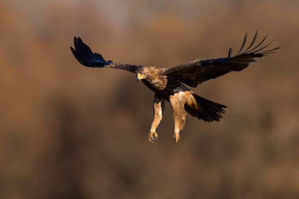 istock Front view of eastern imperial eagle flying with open wings in autumn nature 1425120538