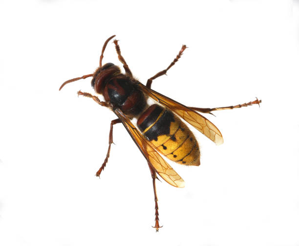 istock Hornet, Vespa crabro 1425120625