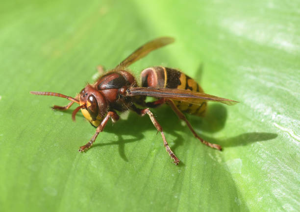 istock Hornet, Vespa crabro 1425121207
