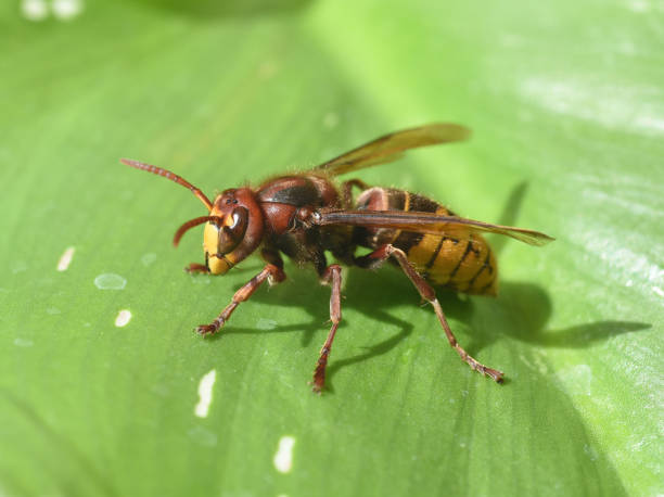 istock Hornet, Vespa crabro 1425121224