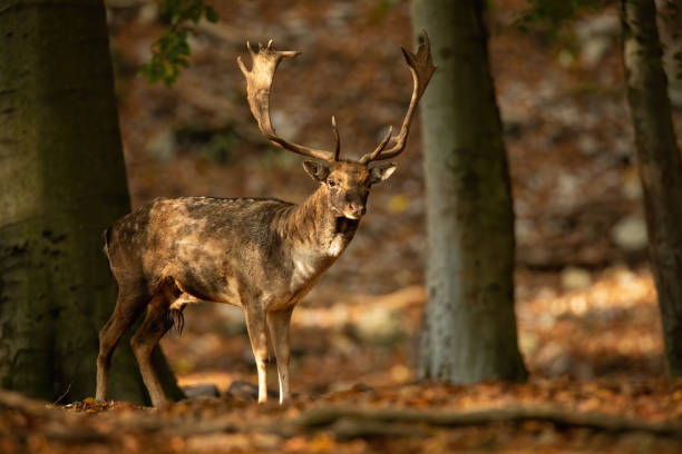 istock Fallow deer standing in autumn forest illuminated by the sun 1425121270