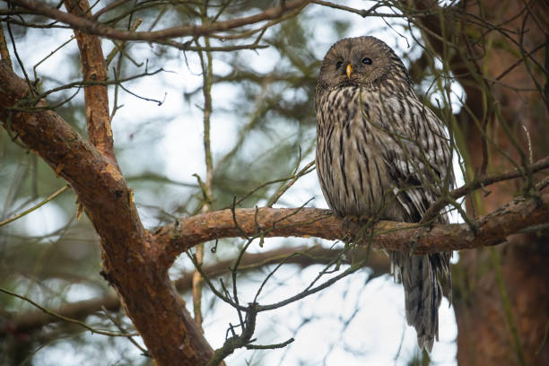 istock Ural owl sitting on tree in forest in aitimn nature 1425121485